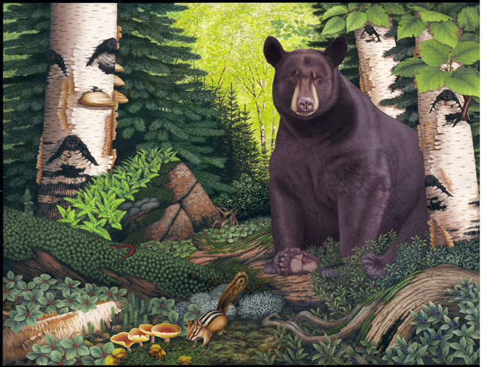 “Daydreaming” (Black bear-Superior National Forest) Copyright 2006 - 10 ¾ x 14 ½