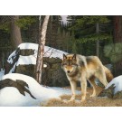 "Curious Company" (Eastern Gray Wolf- Superior National Forest) Copyright 2010 Original
